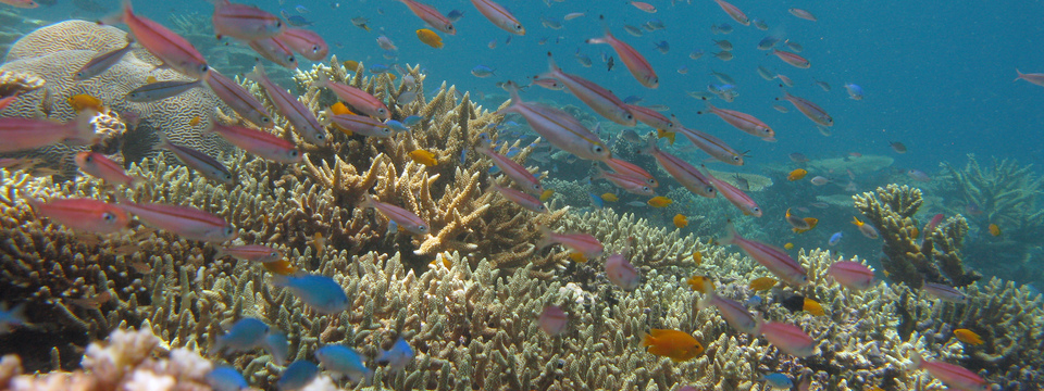 home page carousel 3 3 photo courtesy of lizard island research station