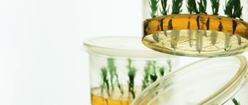 plant containers tissue culture flipped