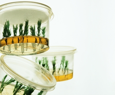 plant containers tissue culture